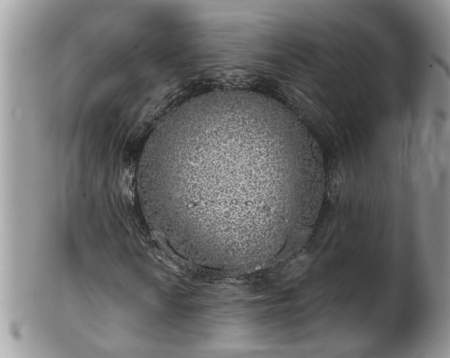 X0000101981010200807251228