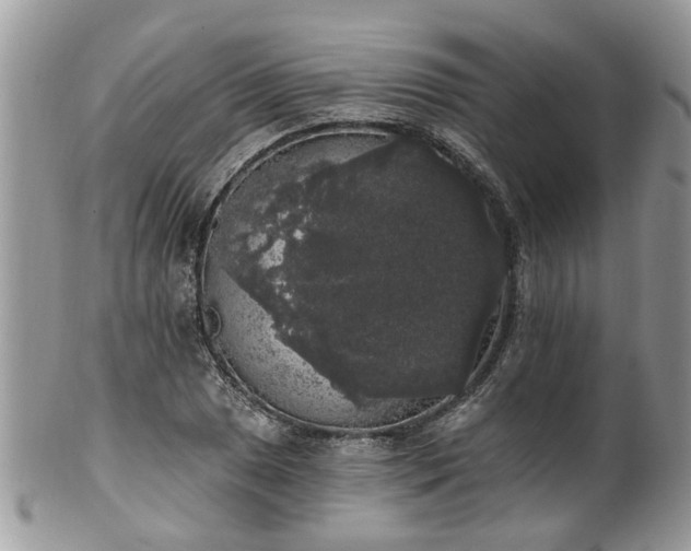 X0000101981025200807251229