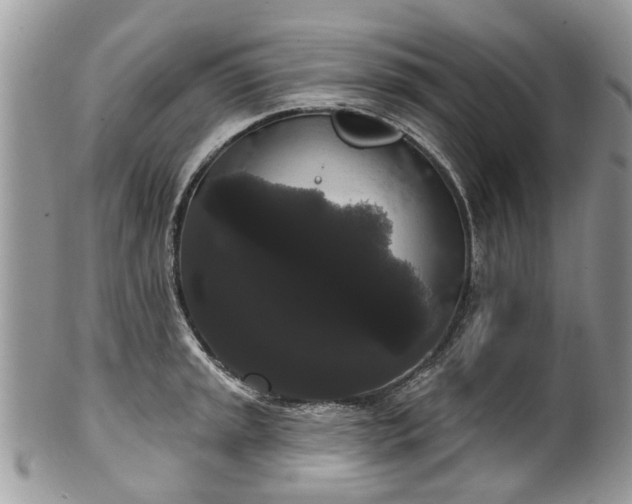 X0000101981045200807251229