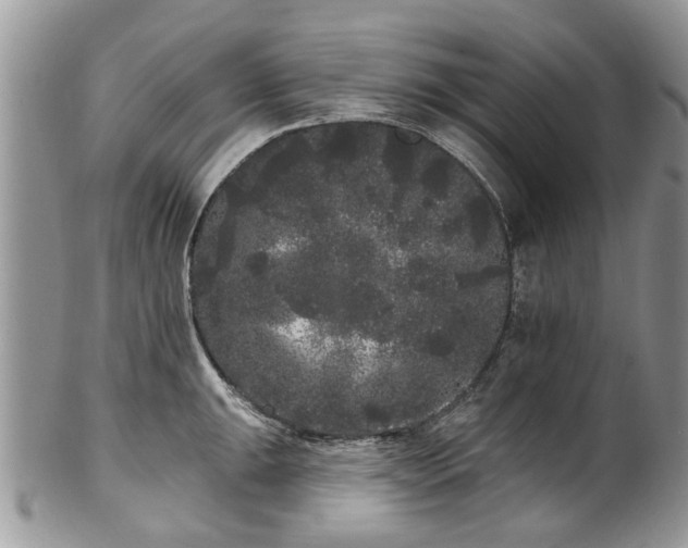 X0000101981047200807251229