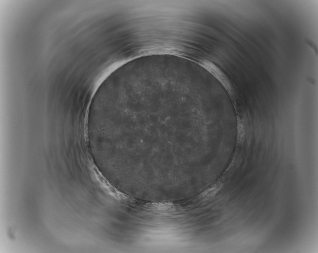 X0000101981052200807251229