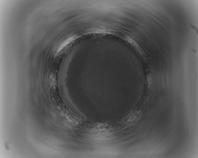 X0000101981064200807251228