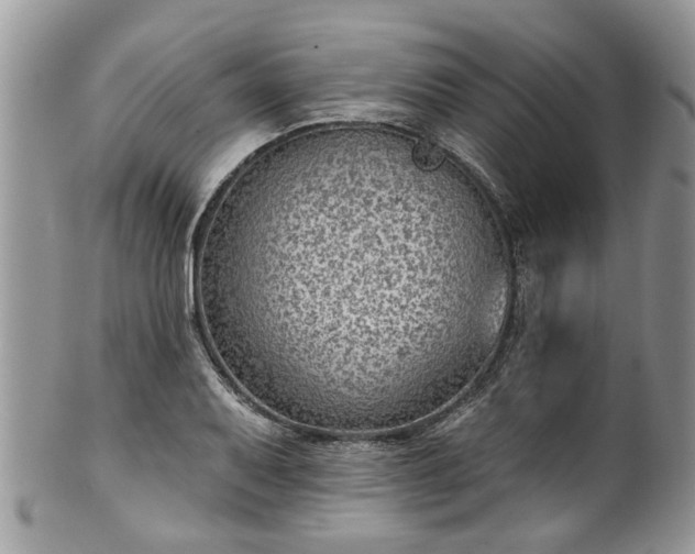 X0000101981079200807251228