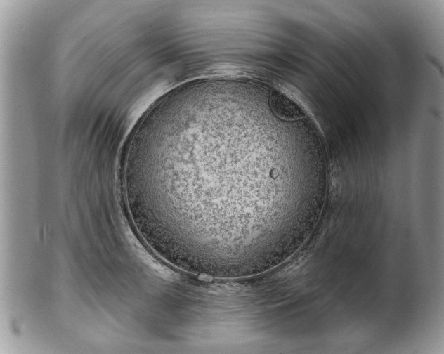 X0000101981091200807251228