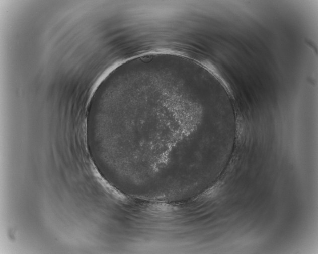 X0000101981100200807251228