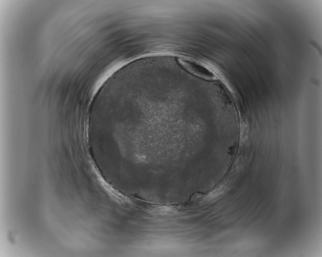 X0000101981101200807251228