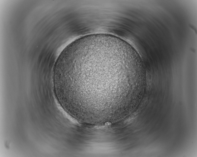 X0000101981142200807251228