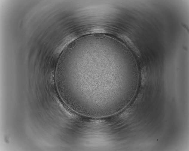 X0000101981225200807251226