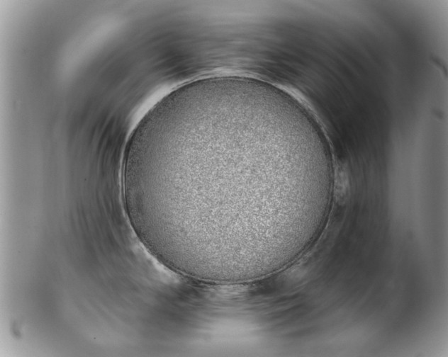 X0000101981294200807251225