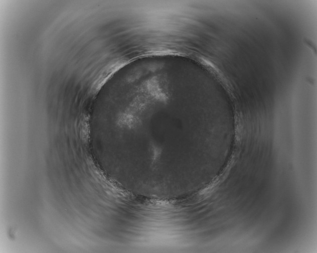 X0000101981361200807251224