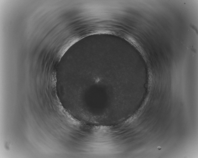 X0000101981377200807251224