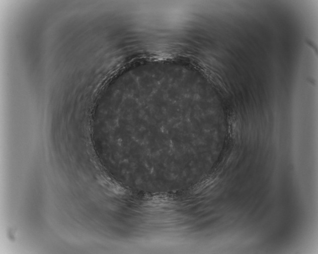 X0000101981393200807251223