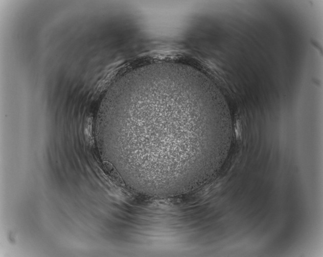 X0000101981396200807251223