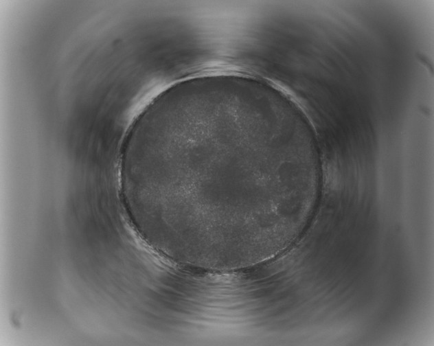 X0000101981415200807251223