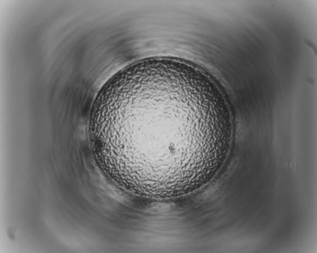 X0000101981513200807251222