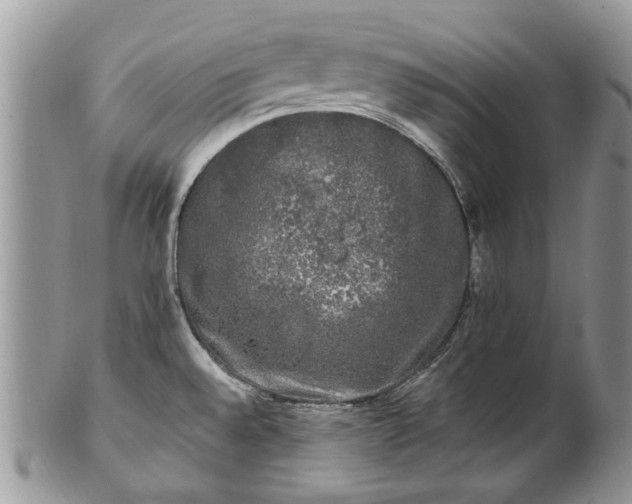 X0000101981528200807251222