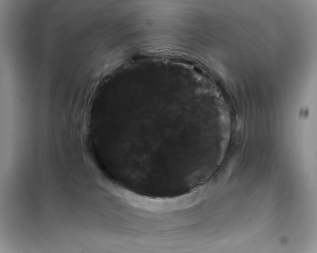 X0000101980039200808011110