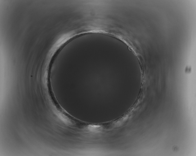 X0000101980055200808011109