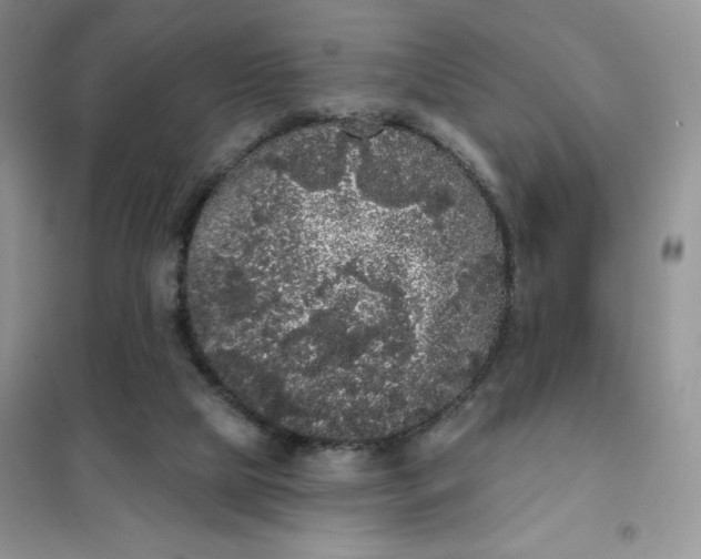 X0000101980065200808011109