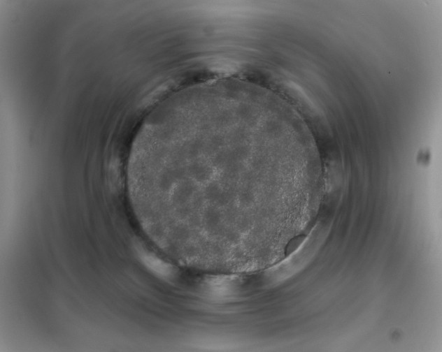 X0000101980136200808011108