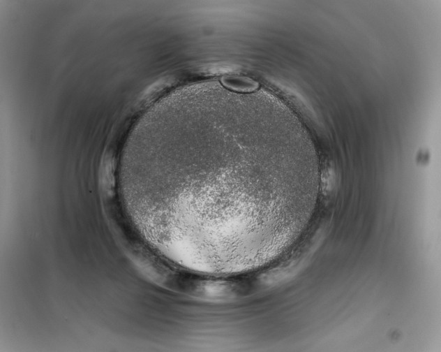 X0000101980264200808011106