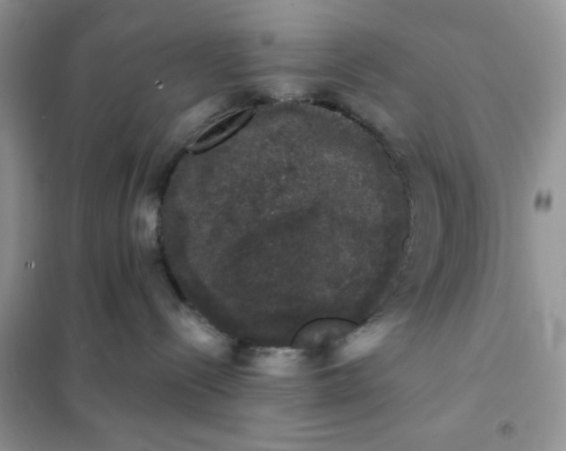 X0000101980288200808011107