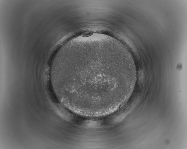 X0000101980356200808011105