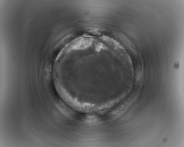 X0000101980376200808011105