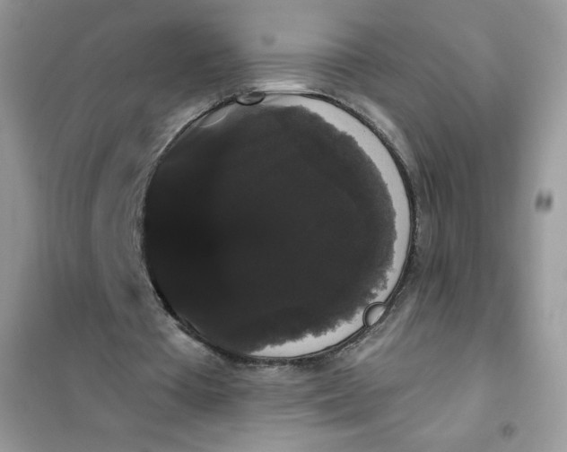 X0000101980385200808011105