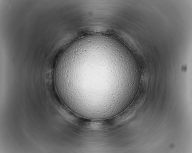 X0000101980462200808011103