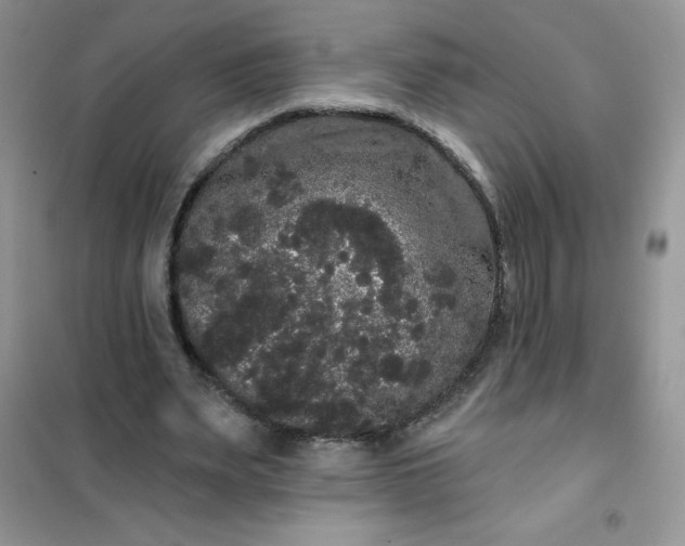 X0000101980487200808011103