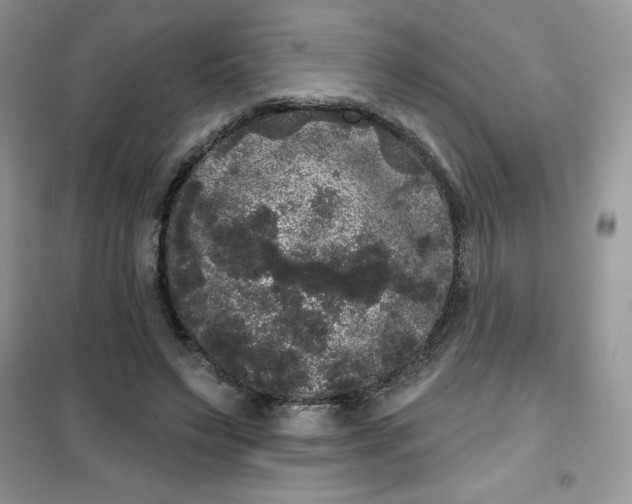 X0000101980495200808011103