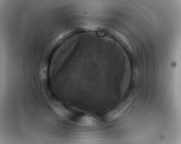 X0000101980596200808011101