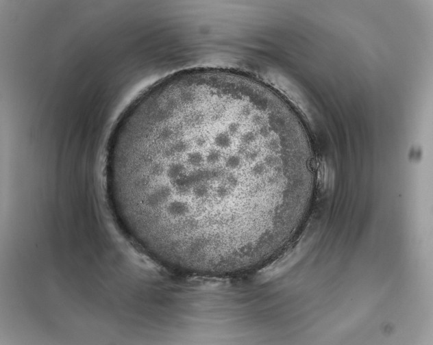 X0000101980676200808011100