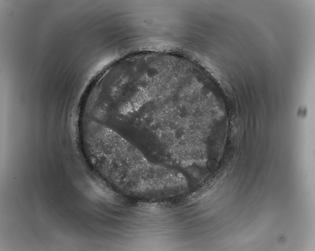 X0000101980679200808011100