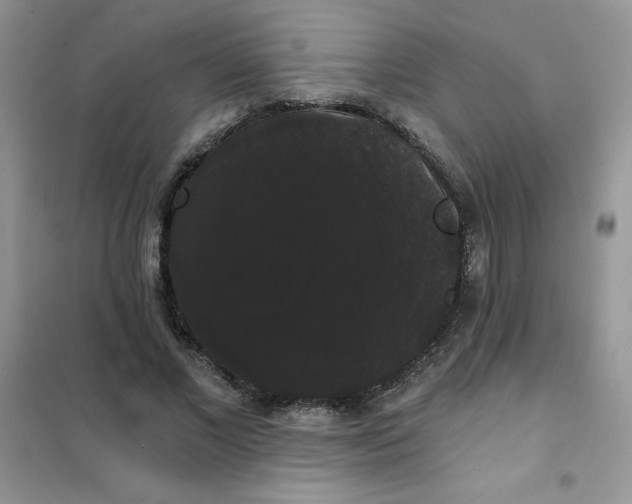 X0000101980685200808011100