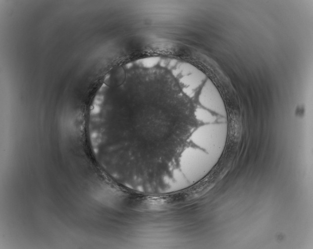 X0000101980701200808011100