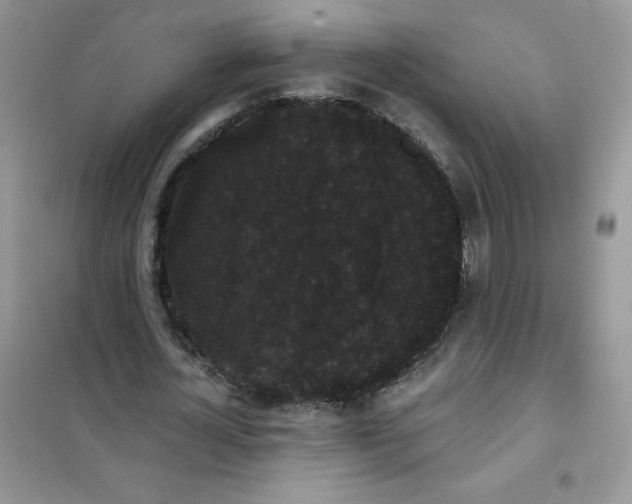 X0000101980724200808011059