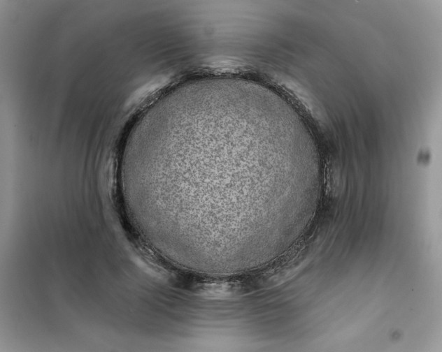 X0000101980740200808011059