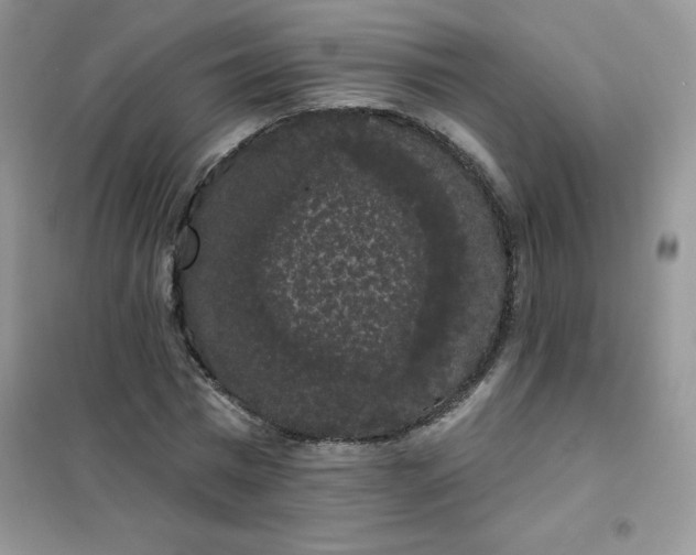 X0000101980777200808011059