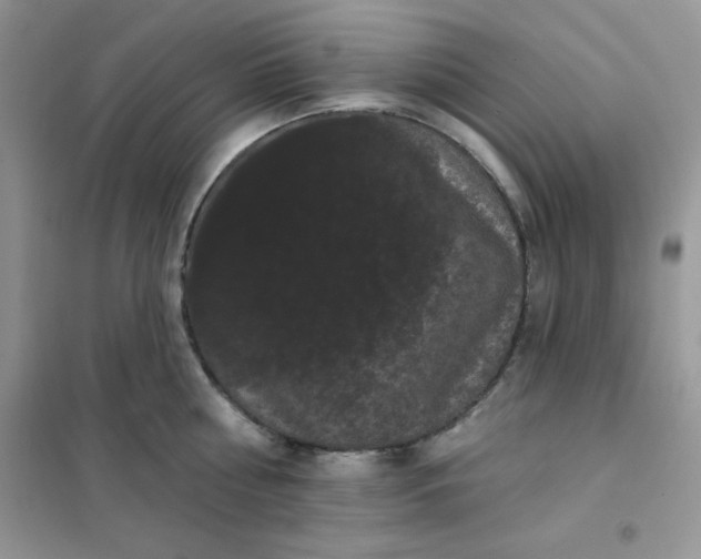 X0000101980810200808011058