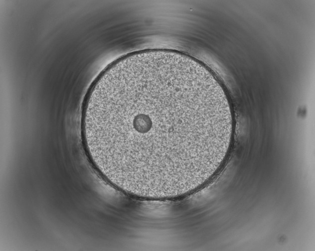 X0000101980836200808011058