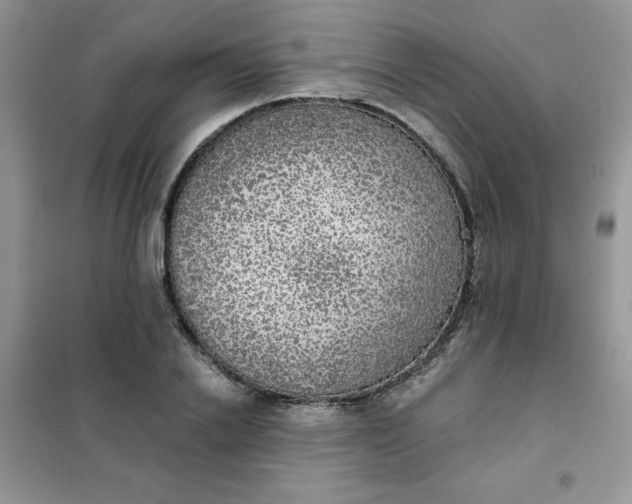 X0000101980838200808011058