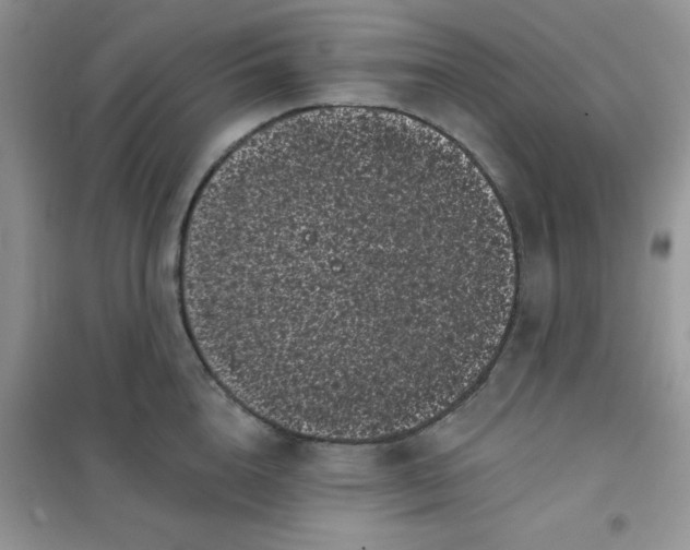 X0000101980856200808011058