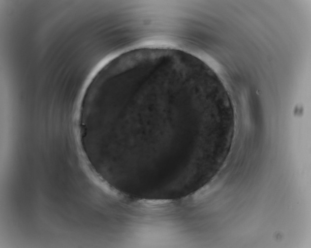 X0000101980864200808011058