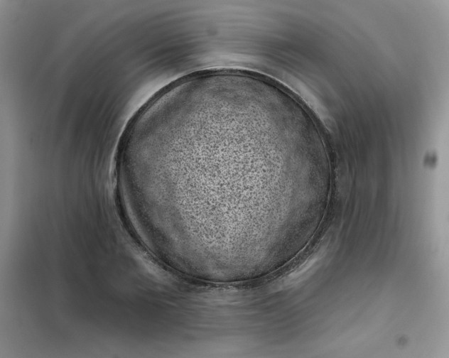 X0000101980885200808011057