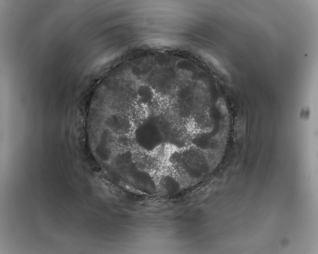 X0000101980917200808011056