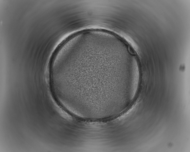 X0000101980934200808011056