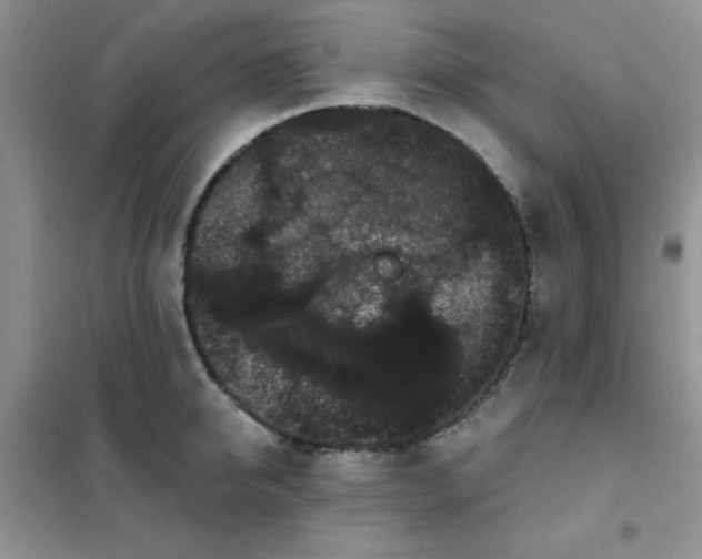 X0000101980950200808011056