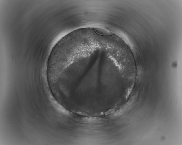 X0000101980952200808011056